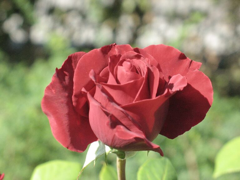 Rosa_cultivar_Tatjana_1