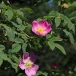 Rosa_jundzillii_IMG_0941