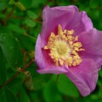 Rosa_nutkana_07513