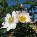Rosa_stylosa_flower_(21)
