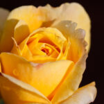 Růže kultivar ´kings ransom´ Rose,_King’s_Ronsom_-_Flickr_-_nekonomania