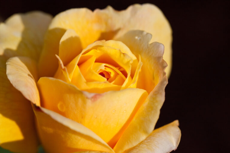 Růže kultivar ´kings ransom´ Rose,_King's_Ronsom_-_Flickr_-_nekonomania