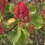 Rumex_lunaria3