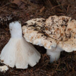 Russula chloroides