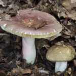 Russula olivacea