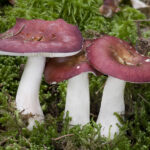 Russula vinosa