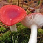 Russula_emetica_117475
