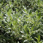 Salicaceae_-_Salix_glaucosericea