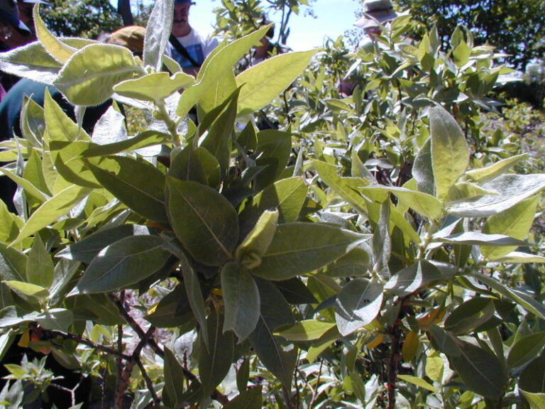 Sierra Exif JPEG