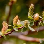 Salix_caesia