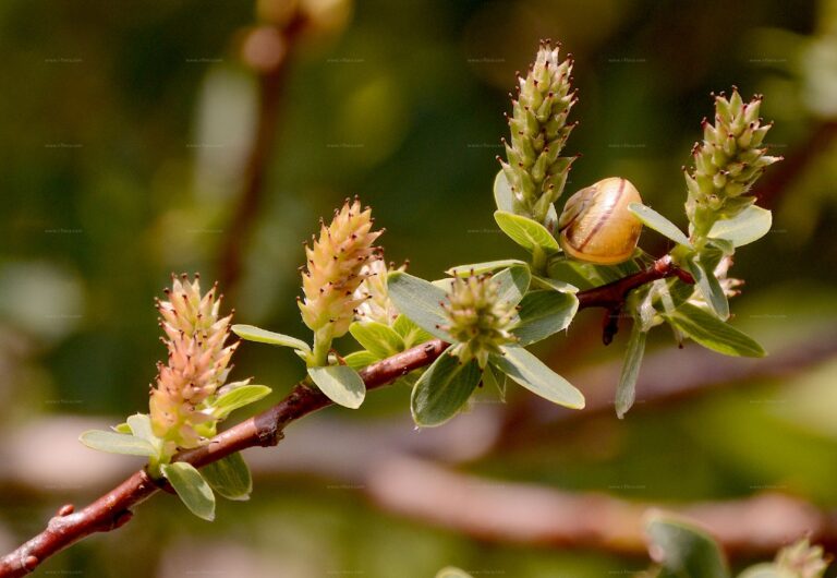 Salix_caesia
