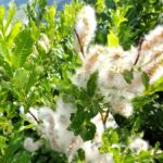 Salix_foetida_(Uwe_Winkler)