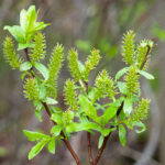 Salix_hastata_female_flowers_3_packed