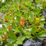 Salix_retusa_female_Valais1