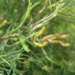 Salix_rosmarinifolia01