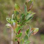 Salix_starkeana_leaves_10_packed