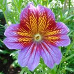 Salpiglossis_bloom_at_Allan_Gardens,_Toronto