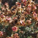 Salsola divaricata (matabrusca negra), flores. Malpaís de Rasca, Tenerife.