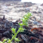 Salsola_kali_01
