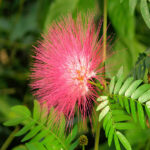 Samanea-Saman-Albizia-saman-Rain-Tree-0.5-kg-Seeds