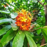 Saraca_indica3.jpg