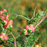 Sarcopoterium spinosum