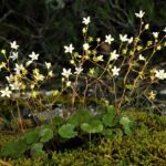 Saxifraga-rotundifolia-subsp.-chrysospleniifolia-Boiss.-D.A.Webb-1970-1761-6