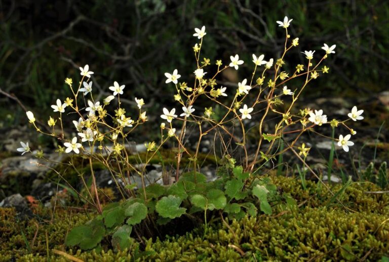 Lomikámen mokrýšolistý Saxifraga-rotundifolia-subsp.-chrysospleniifolia-Boiss.-D.A.Webb-1970-1761-6