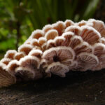 Schizophyllum_commune_(Split_gill)_(33389628036)