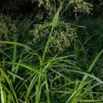 ScirpusSylvaticus