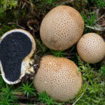 Scleroderma citrinum