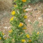 Scolymus_hispanicus