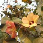Sea Hibiscus