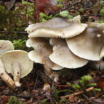 Seifen-Ritterling_Tricholoma_saponaceum