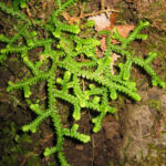 Selaginella_denticulata_La_Palma01
