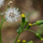 Senecio_vulgaris7