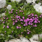 Silene_acaulis_1-scaled.jpg