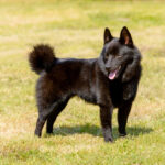 Schipperke looks aside. Schipperke stands on the grass.