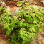 Smyrnium_creticum_RF