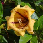 Solandra_maxima_001