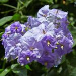 Solanum_wendlandii-IMG_9406
