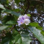 Solanum_wrightii01