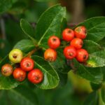 Sorbus-chamaemespilus_Bornand-Christophe_2011-08-14_0372