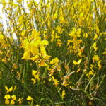 Spartium_junceum_Colmenar_Viejo_1