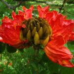 Spathodea_campanulata_3