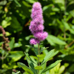 Spiraea_salicifolia_-_Rosaceae_-_National_Botanic_Garden_of_Belgium_01