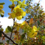 Starr_080313-3394_Ochna_serrulata