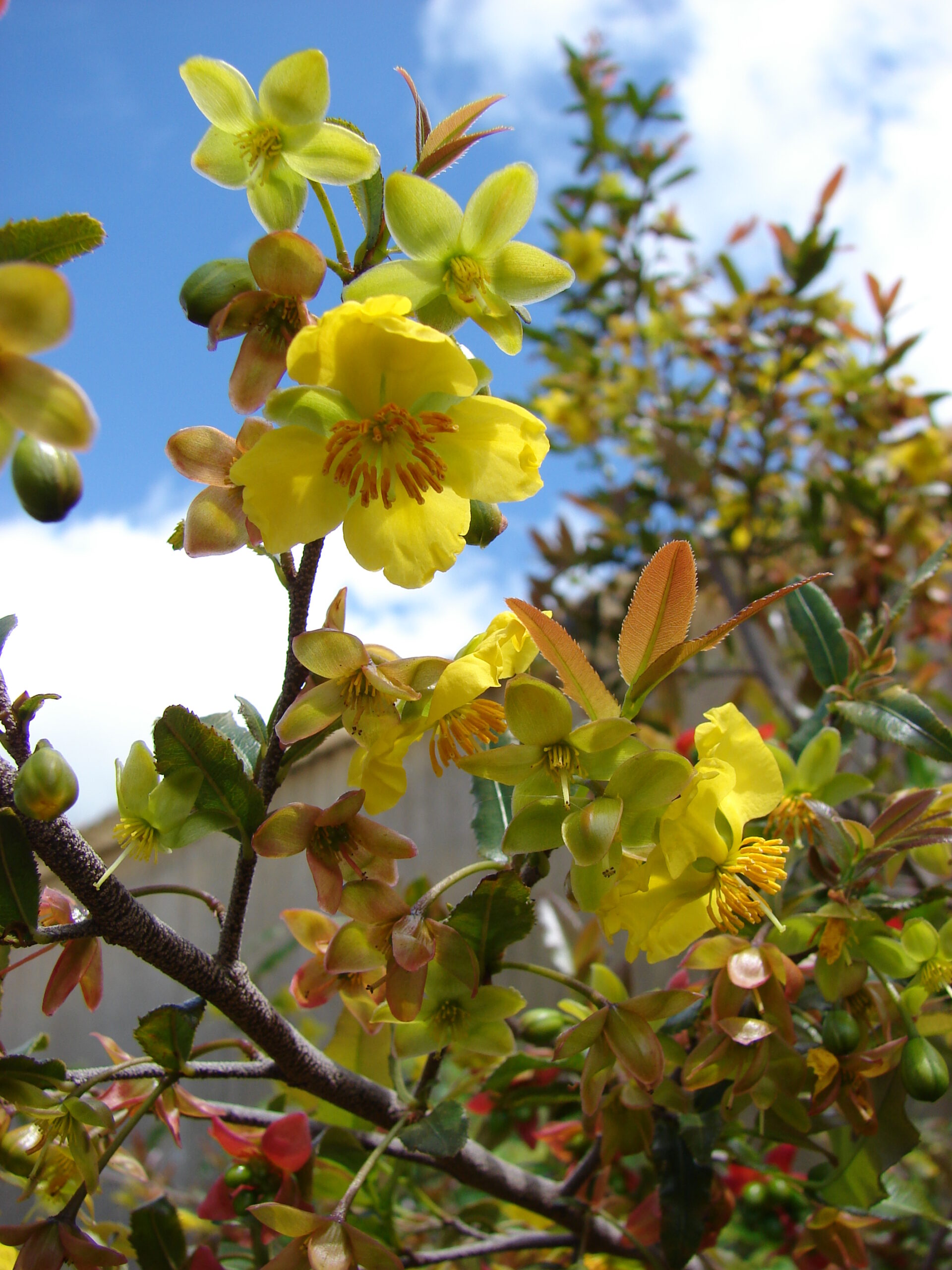Ochna pilovitá