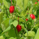 Starr_080716-9482_Malvaviscus_arboreus