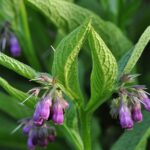 Symphytum-Officinale-960×750